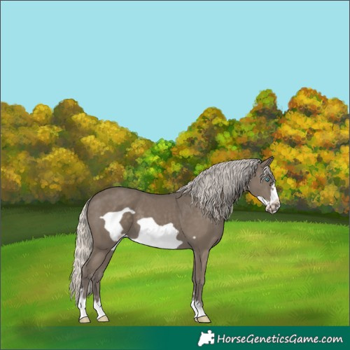 Horse Color:Silver Smoky Black Frame