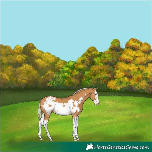 Horse Color:Palomino Splash Frame Blanket 