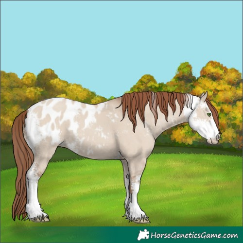 Horse Color:Classic Champagne Dun Sabino Blanket