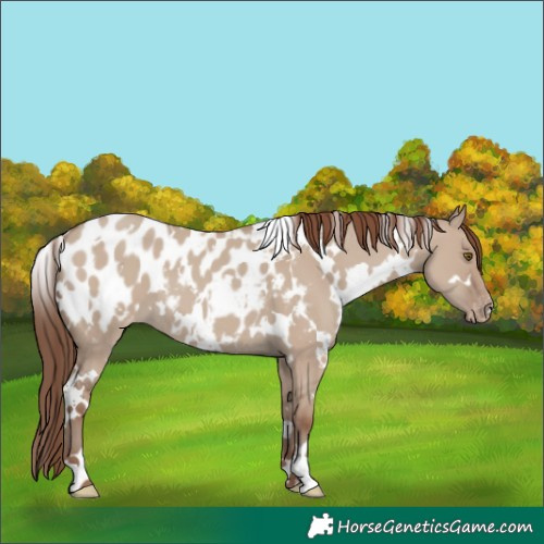 Horse Color:White Spotted Classic Champagne Dun Near Leopard 