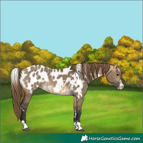 Horse Color:White Spotted Buckskin Dun Near Leopard