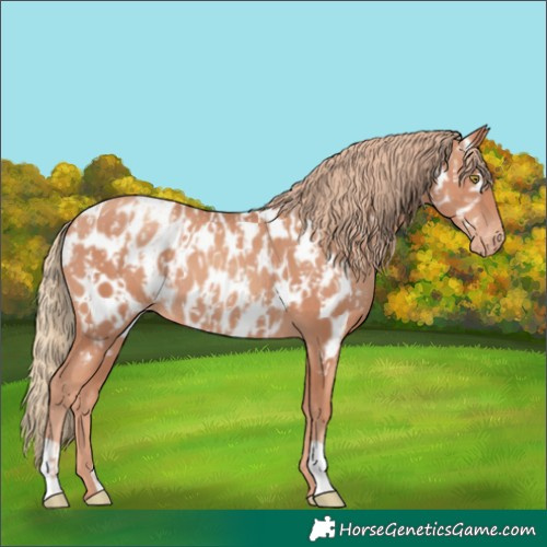 Horse Color:Gold Champagne Near Leopard  and Gold Champagne Near Leopard 