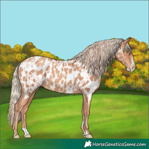 Horse Color:Gold Champagne Near Leopard and Gold Champagne Splash Near Leopard