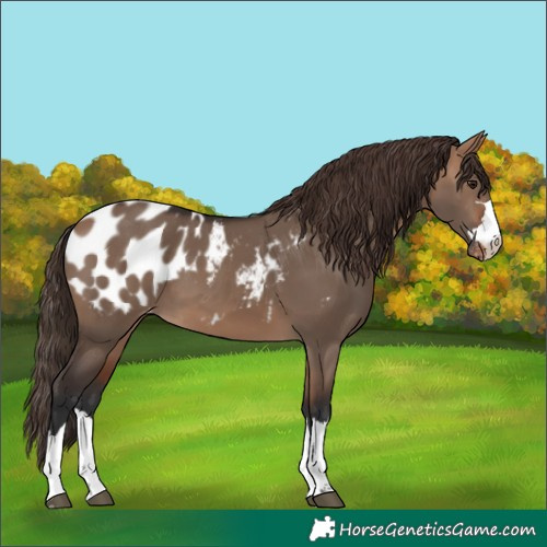 Horse Color:Bay Dun Near Leopard 