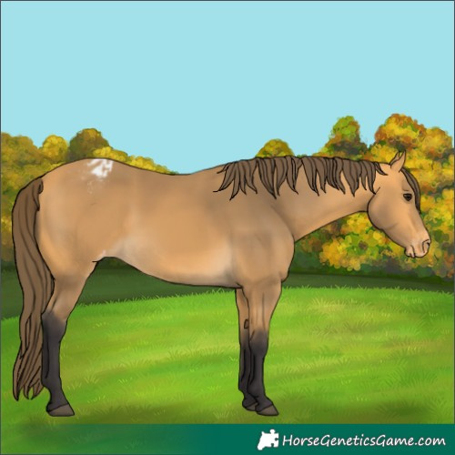 Horse Color:Buckskin Varnish 