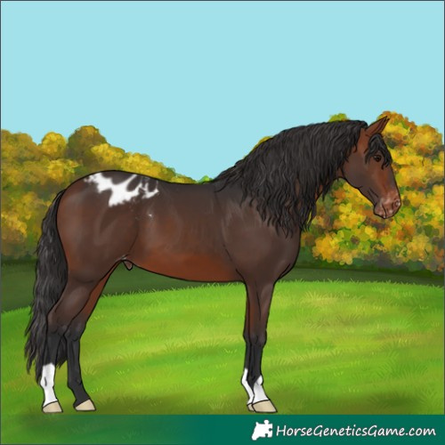 Horse Color:Bay Varnish 