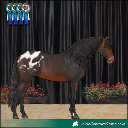Horse Color:Bay Blanket