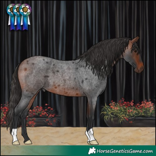 Horse Color:Bay Roan