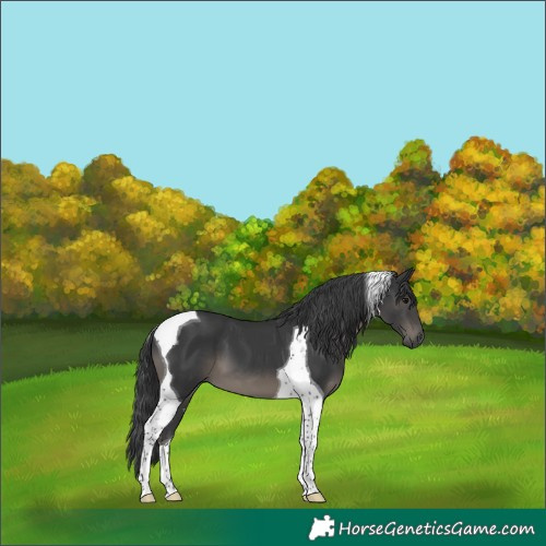 Horse Color:Black Tobiano