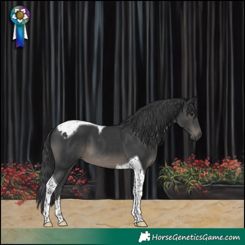 Horse Color:Black Tobiano