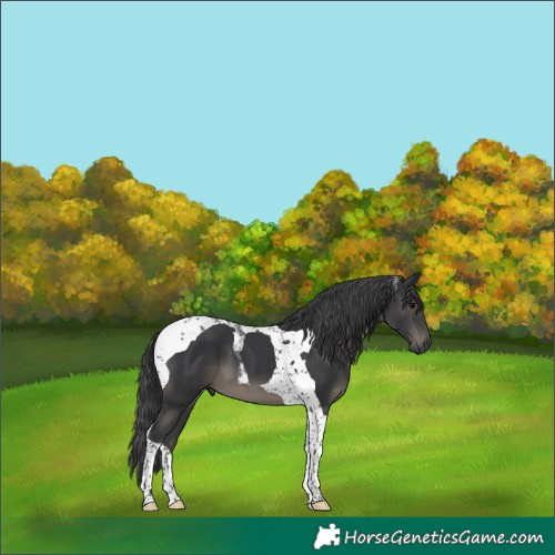 Horse Color:Black Tobiano