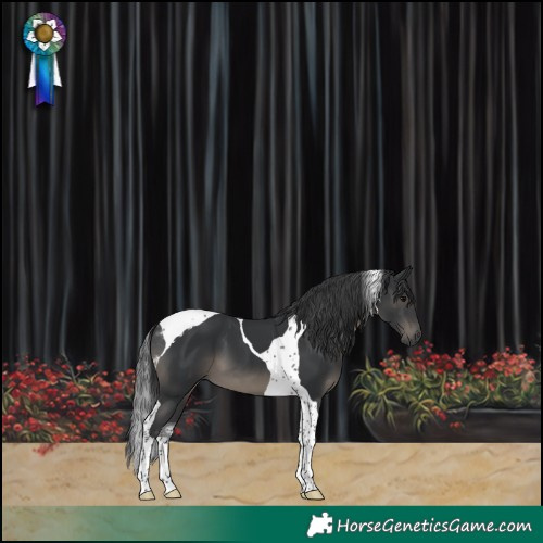 Horse Color:Black Tobiano 