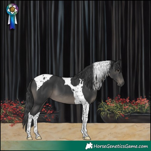 Horse Color:Black Tobiano