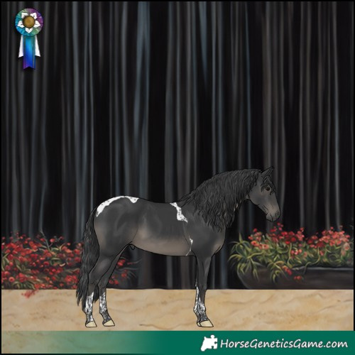 Horse Color:Black Tobiano