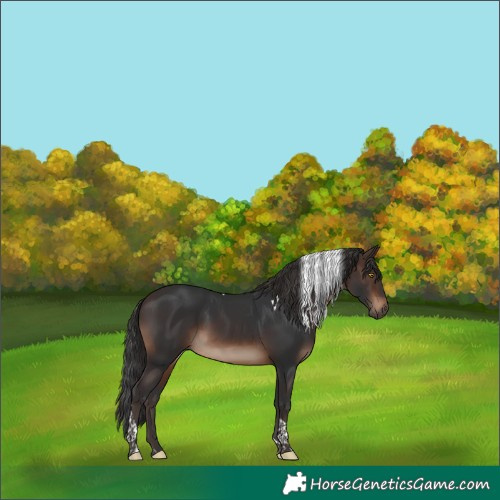 Horse Color:Brown Tobiano 