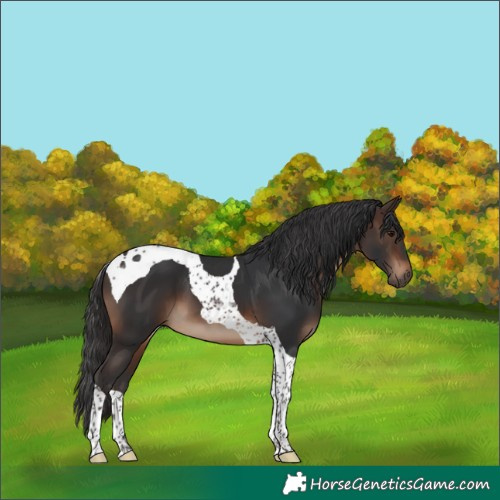 Horse Color:Brown Tobiano
