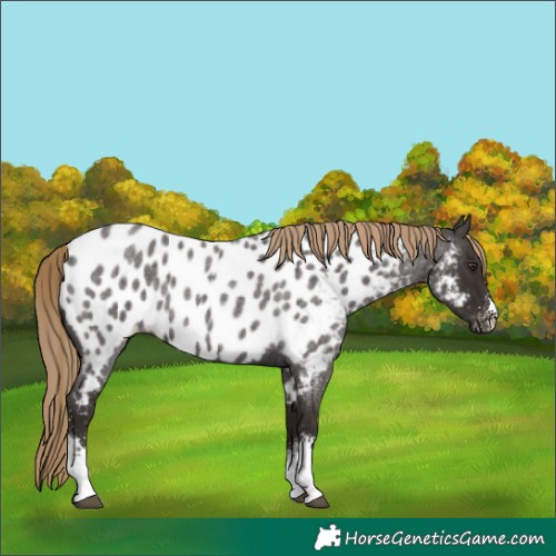 Horse Color:Liver Red Roan Sabino Near Leopard Rabicano 