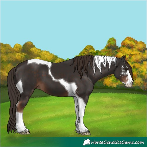 Horse Color:Liver Chestnut Sabino Tobiano 