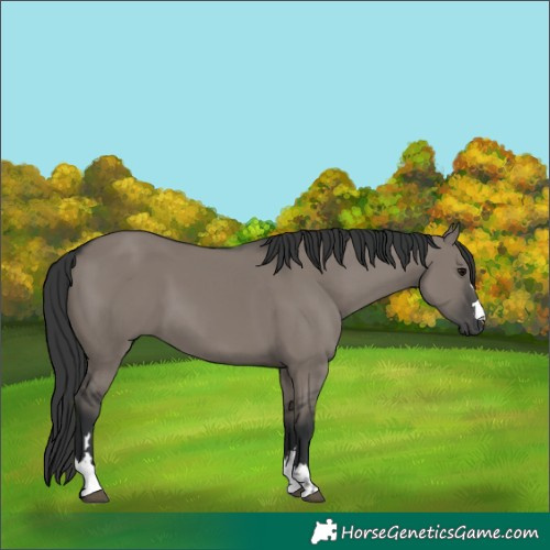 Horse Color:Grullo