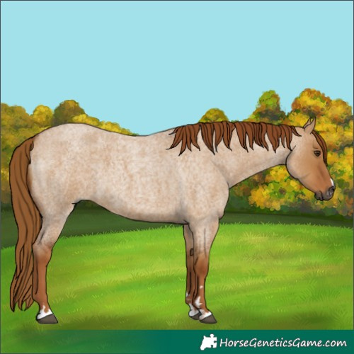 Horse Color:Gray Red Dun Roan 