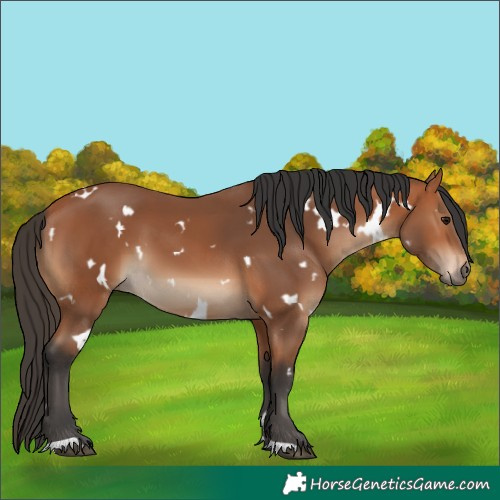 Horse Color:White Spotted Bay
