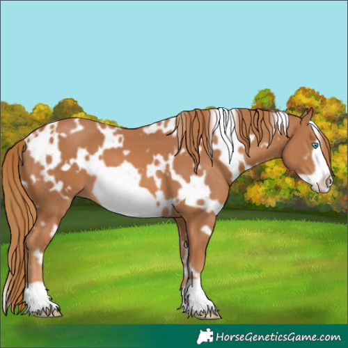 Horse Color:White Spotted Chestnut Frame 