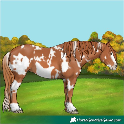 Horse Color:White Spotted Chestnut Frame 