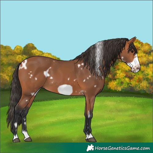 Horse Color:White Spotted Bay Frame