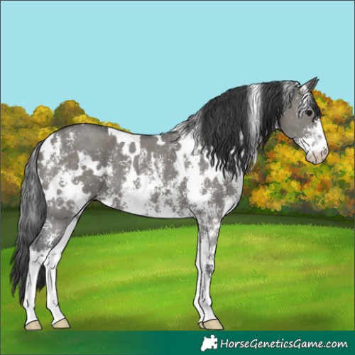 Horse Color:White Spotted Grullo Sabino 