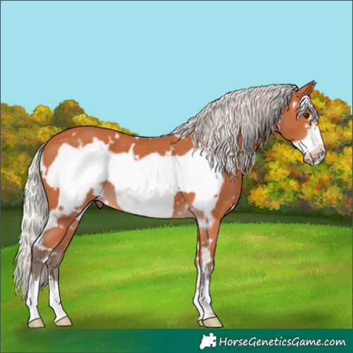 Horse Color:White Spotted Silver Bay Frame