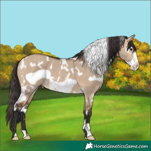 Horse Color:White Spotted Bay Dun Frame