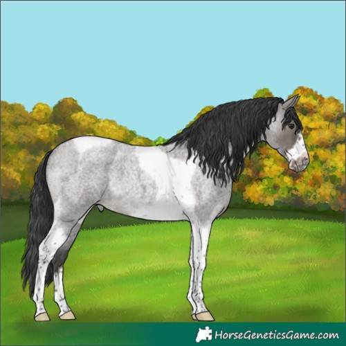 Horse Color:Grullo Roan Tobiano Frame