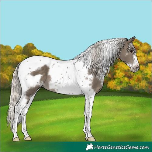 Horse Color:White Spotted Silver Smoky Black Tobiano Frame 
