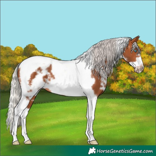 Horse Color:White Spotted Silver Bay Tobiano Frame