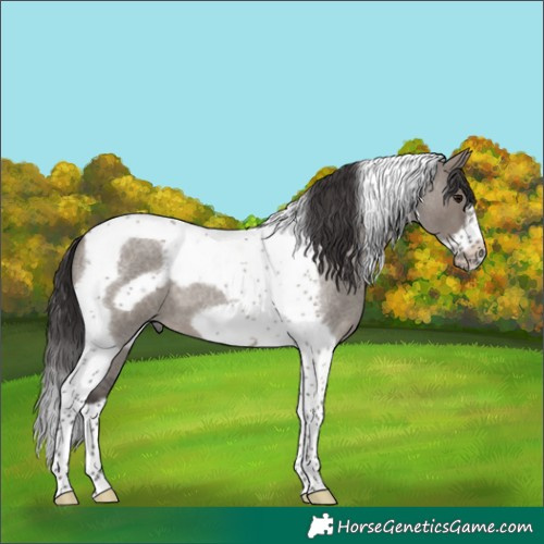 Horse Color:Smoky Grullo Roan Tobiano Frame 