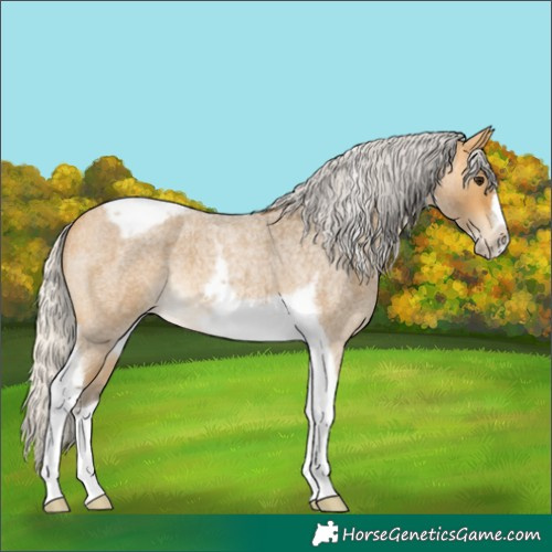 Horse Color:Silver Buckskin Roan Tobiano Frame