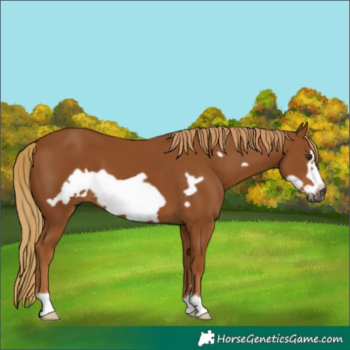 Horse Color:Gray Chestnut Frame 