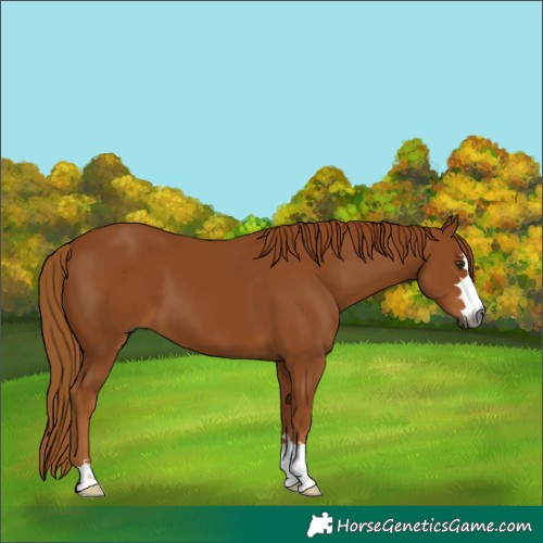 Horse Color:Gray Chestnut 