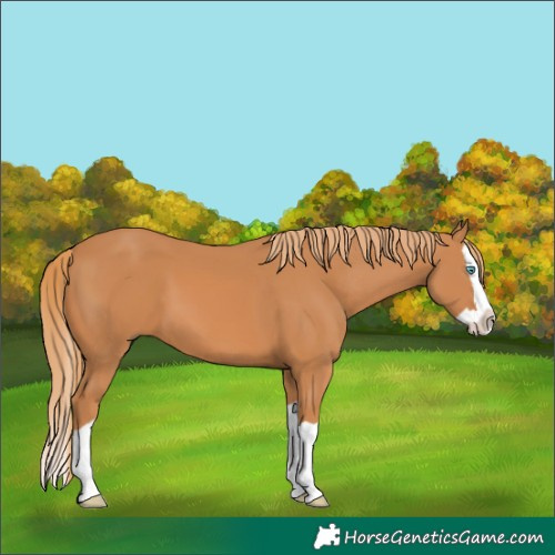 Horse Color:Chestnut Splash