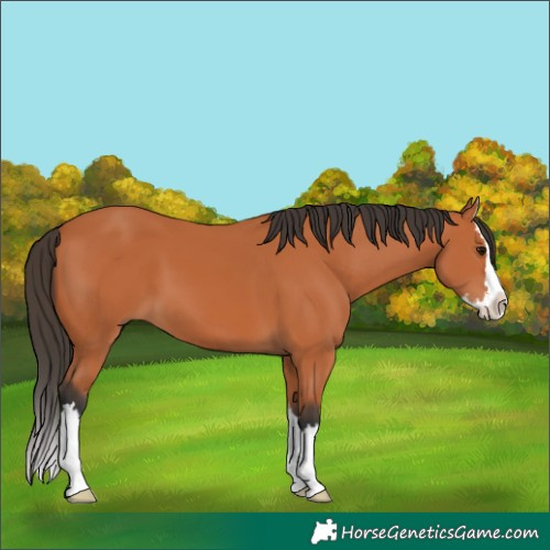 Horse Color:Bay Splash 