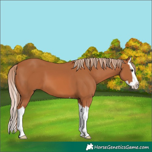 Horse Color:Chestnut Splash