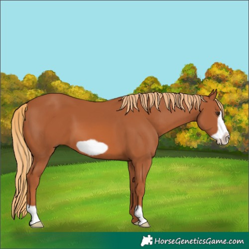 Horse Color:Chestnut Frame 