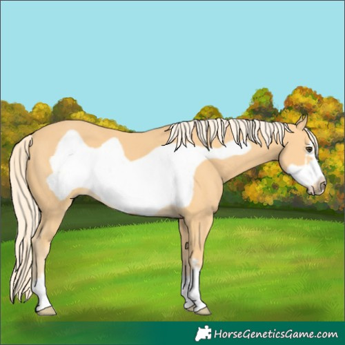 Horse Color:Palomino Frame 