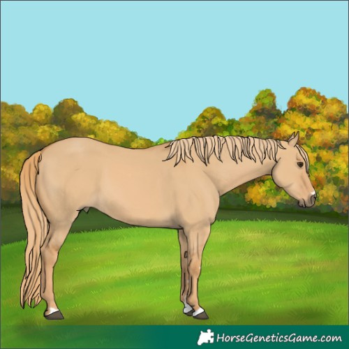 Horse Color:Red Dun