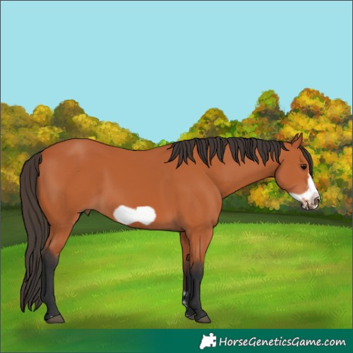 Horse Color:Bay Frame