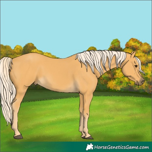 Horse Color:Palomino