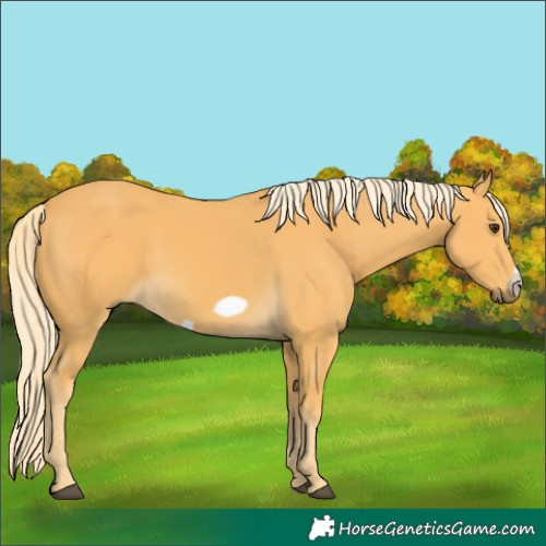 Horse Color:Palomino Frame