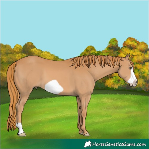 Horse Color:Chestnut Frame 