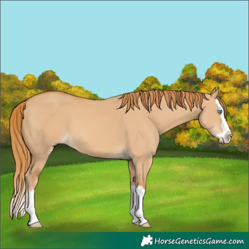 Horse Color:Red Dun Splash