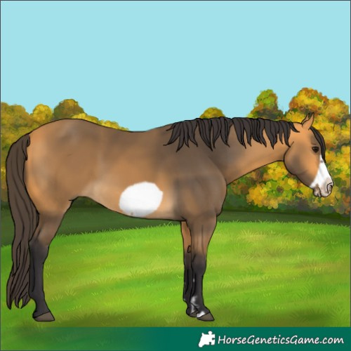Horse Color:Buckskin Frame 